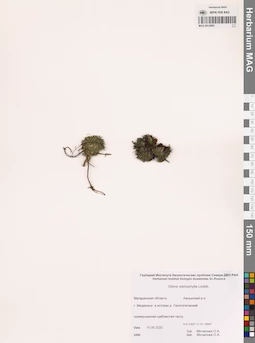 MAG 0014805
