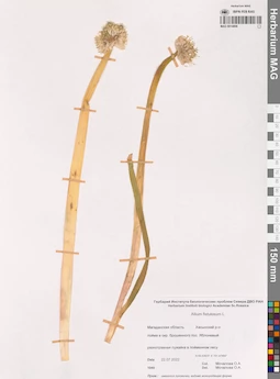 MAG 0014806