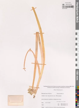 MAG 0014807