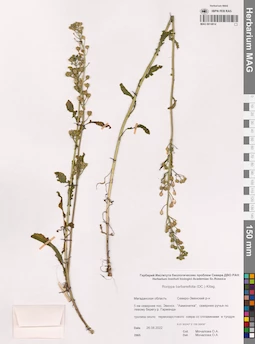 MAG 0014814