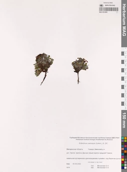 MAG 0014836