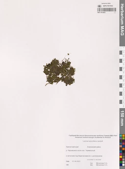MAG 0014852