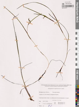 MAG 0014870