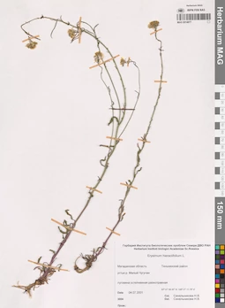 MAG 0014877