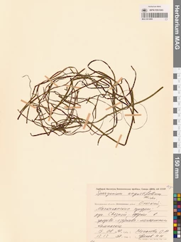 MAG 0014886