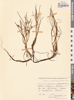 MAG 0014888