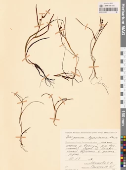 MAG 0014891