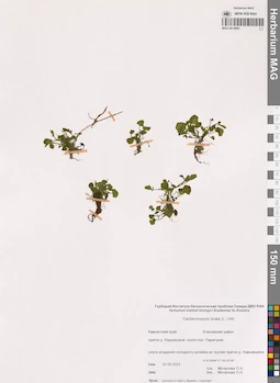 MAG 0014893