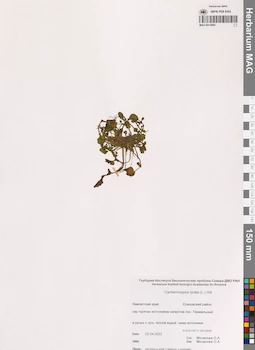 MAG 0014894