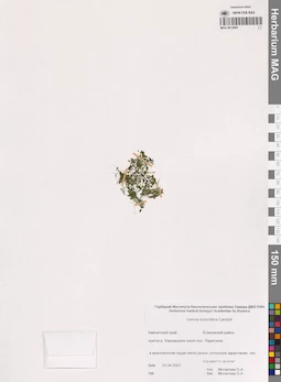 MAG 0014895