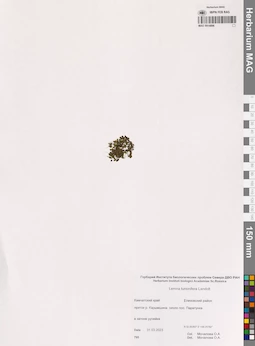 MAG 0014896