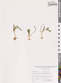 MAG 0014901
