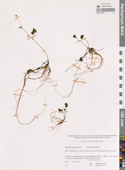 MAG 0014903