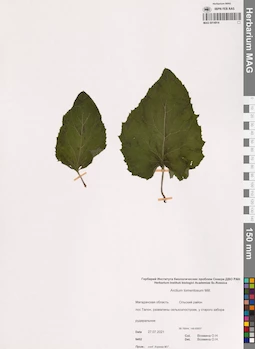 MAG 0014914