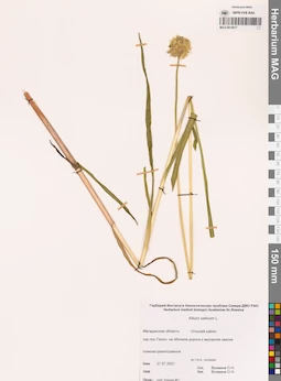 MAG 0014917