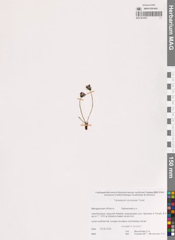 MAG 0014919
