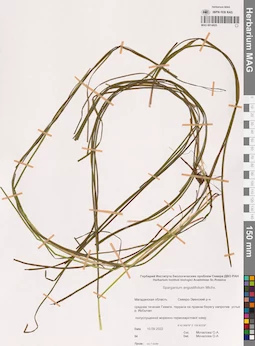 MAG 0014925
