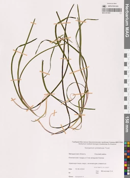 MAG 0014926
