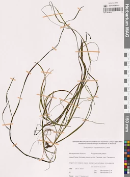 MAG 0014973
