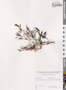 MAG 0014976