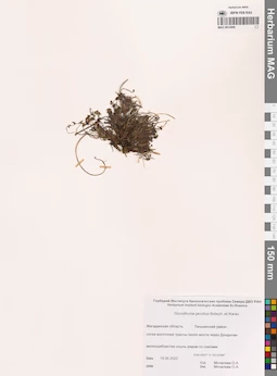MAG 0014986