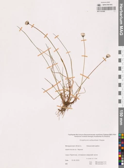 MAG 0014988