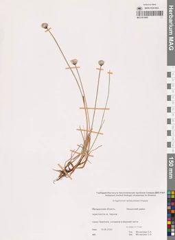 MAG 0014990