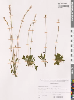 MAG 0014993