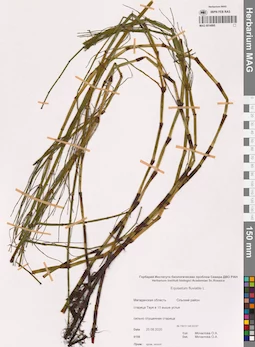 MAG 0014995