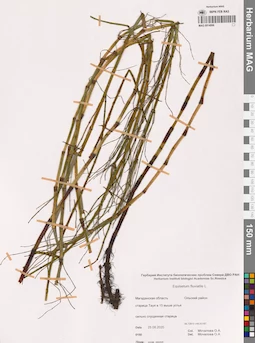 MAG 0014996