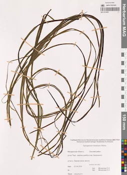 MAG 0014999