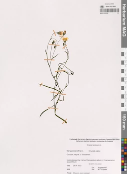 MAG 0016526