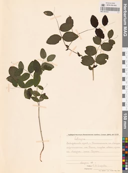 MAG 0016522