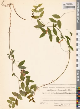 MAG 0016523