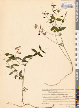 MAG 0016524