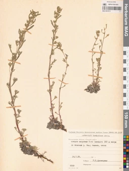 MAG 0014712
