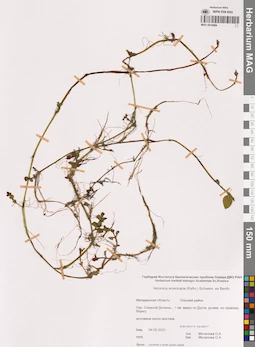 MAG 0016484