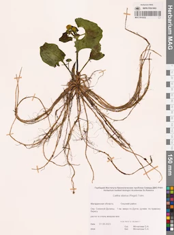 MAG 0016532