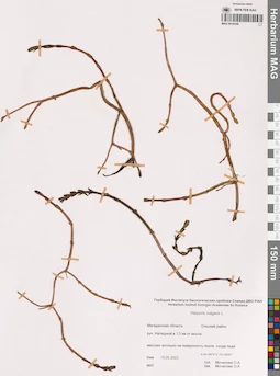 MAG 0016546