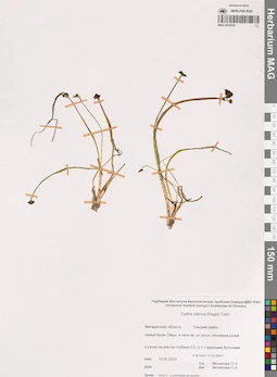 MAG 0016547