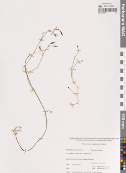 MAG 0016560