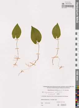 MAG 0016491