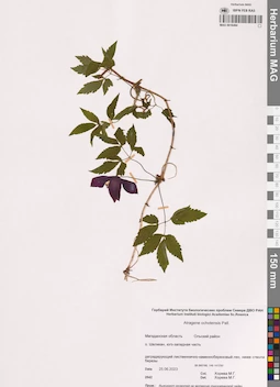 MAG 0016494