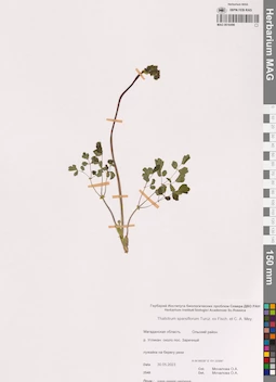 MAG 0016499