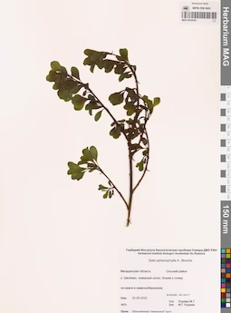 MAG 0016505