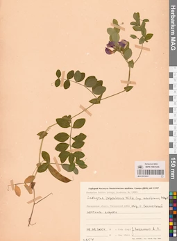 MAG 0016041