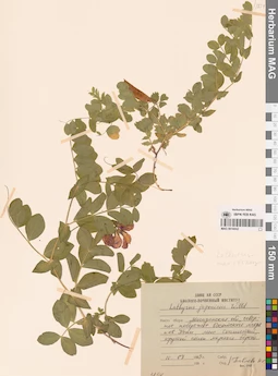 MAG 0016042