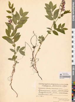 MAG 0016043