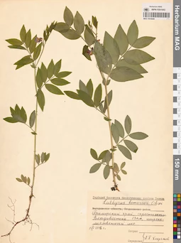 MAG 0016044