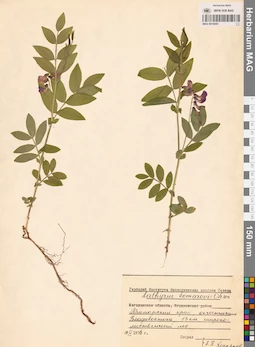 MAG 0016045